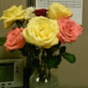 Meet your Posher, Natasha